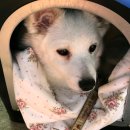 평창축협동물병원 이미지