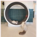 아이조아 캣파크 서울점 이미지