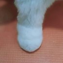 귀엽개귀엽냥 이미지