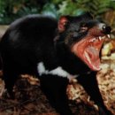 세계 희귀동물이야기 15 - 테즈메이니아 데블 (Tasmanian devil) 이미지