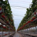 태자농장 이미지