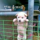 바람난강아지 이미지