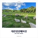 새파란 하늘과 여유로운 양들이 있는 한국의 알프스 &lt;대관령 양떼목장&gt;