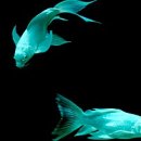 바다로가자 이미지