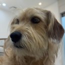 앙리동물병원 | [강남 동물치과병원 메이] 앙리의 치과치료 후기