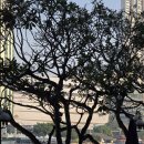 비둘기공원 화장실 | 2월 태국 방콕여행 day5. 마지막 수영과 룸피니 공원 산책