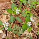 토바맑은식품 이미지