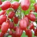 공룡나라 친환경 보리수농장 이미지