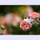 곡성-098 티스토리