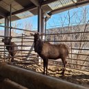 성진 사슴목장 이미지