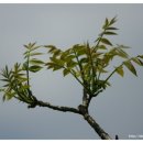 여주-0978 이미지