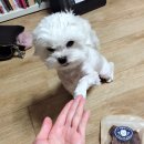 뽀뽀하니 이미지