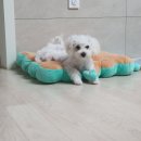 멍블랑 강아지분양 시흥배곧점 이미지