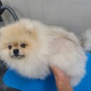 까까펫살롱 이미지