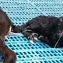 초원염소농장 이미지