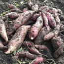 늘푸른게스트하우스 이미지