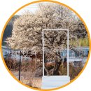 용무정 | 광양 소학정 매화 광양 여행 꽃구경 명소 가볼만한곳