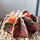 (가격조정)Gymnocalycium LB hybrids variegated (짐노LB 하이브리드금)1~3 이미지