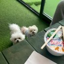 뉴욕종합동물병원 이미지