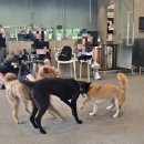 카페훈트 | 유기견 카페 훈트 방문 후기 🐶🤍