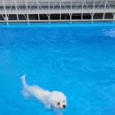 오늘하루 애견 동반 스파펜션 이미지