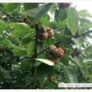 이명자농장 이미지