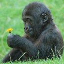 고려삼계탕 이미지