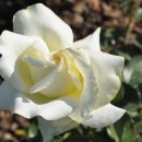 장미공원C 이미지