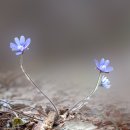 보덕사길 이미지