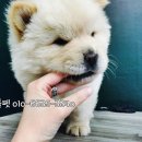 차우차우