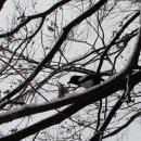 낙성대동-35 이미지