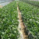 이정애농장 이미지