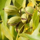 피칸 [Pecan (Carya illinoinensis)] 이미지