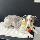 하트애견미용실 이미지