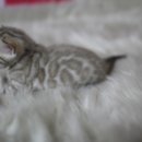 소유뱅갈캐터리 이미지