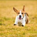 라온동물병원 이미지