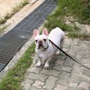 (주)핸더바이오닉스 | 펫츠오앤피에서 발목관절 협착으로 강아지 발목 보호대를 주문(ft. 강아지 재활보조기 주문 방법)