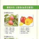 플럼