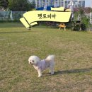 펫토피아 - 고양시 덕양구 동송로 33 | 부산 근교 애견카페 양산 펫토피아 방문 후기