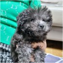 아이러브 독 이미지