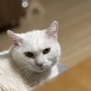 모두애동물병원 이미지