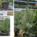 (주)문글로우 | [JK 농원] 내곡동 대림원예종묘 탐방기 - 새매장 이사 후 방문기