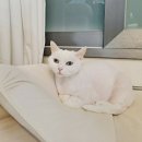 도도 Grooming 이미지