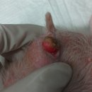 24시예스동물병원 이미지