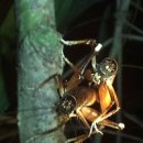 [곤충뉴스] 고통을 감내할 만한 가치가 있는 매력적인 수컷 귀뚜라미들 이미지