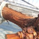 일비농장 이미지