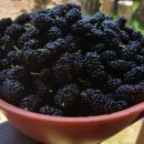 여우골농장 이미지