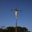 솔뫼성지 소나무 이미지