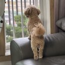 젠뷰 | 시리아이