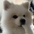 하남스타필드 애견미용 송단이네 반려견미용실 후기